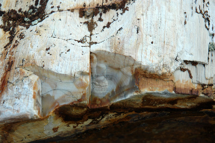 Petrified Log Edge