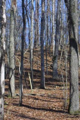 Oak Mountain