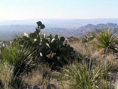 Prickly pear.jpg