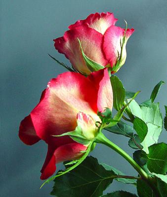 Two Roses