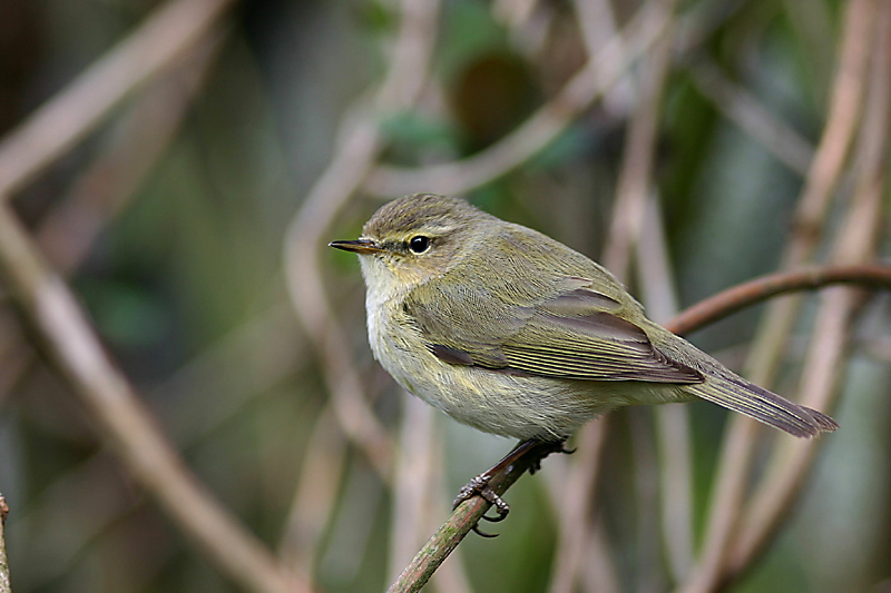 Chiffchaff