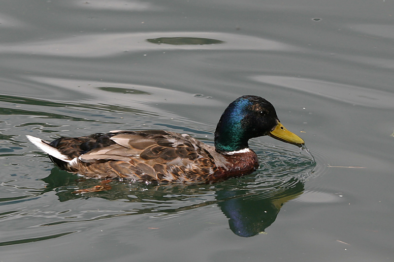 Mallard (male)