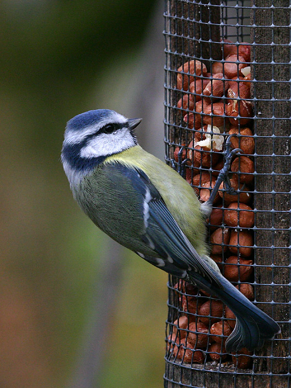 Parus caeruleus