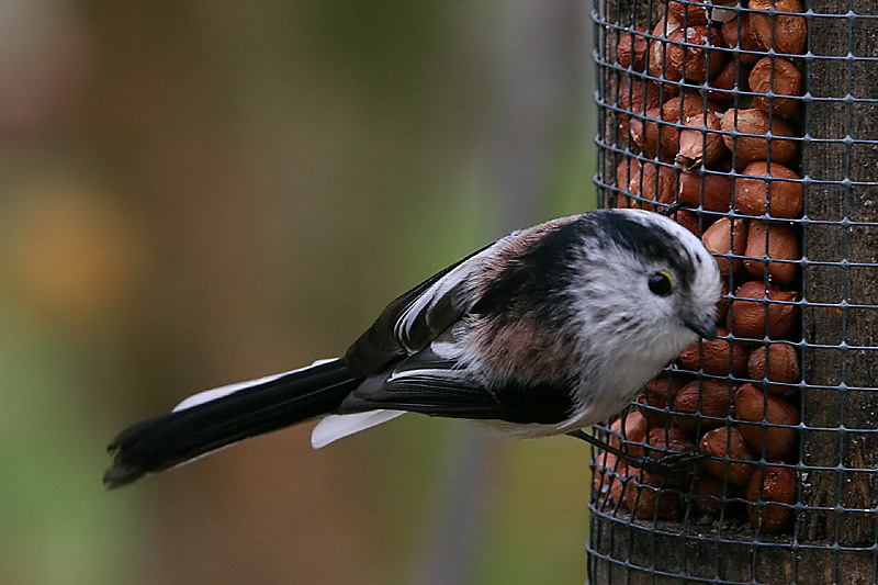 Long-tailed Tit