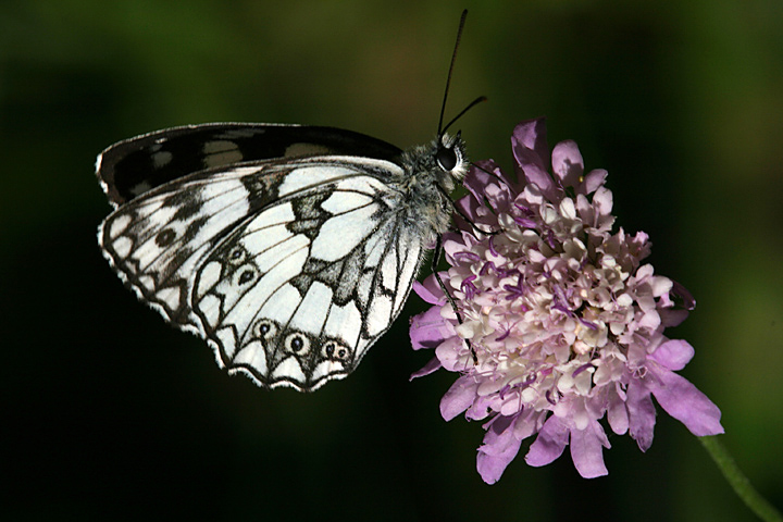 Melanargia galathea