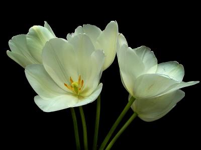 Cream Tulips