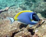 Powder-blue Surgeonfish