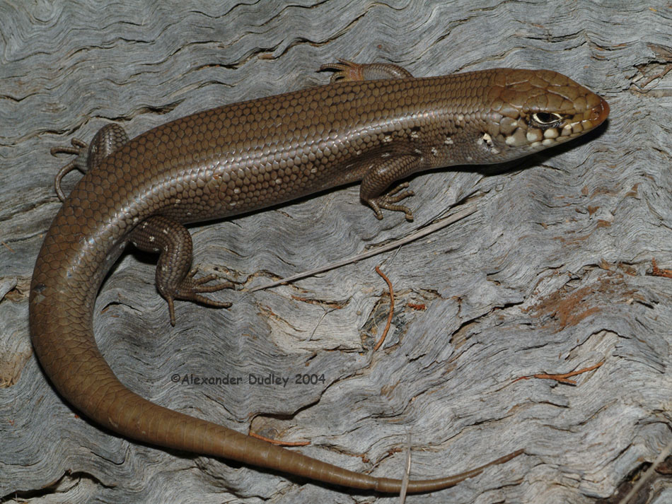 Liopholis modesta