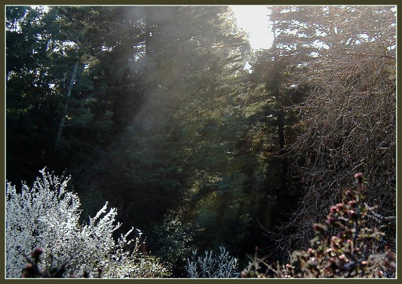 ForestSunRays_P2220056=800.jpg