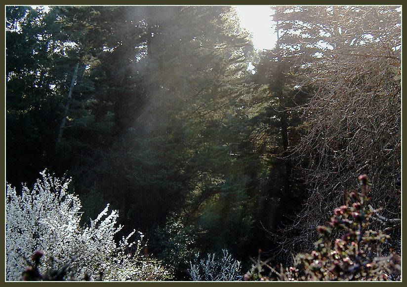 ForestSunRays_P2220056=800.jpg