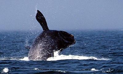  Right Whale