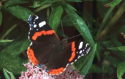 Vanessa atalanta