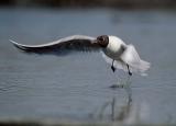 Gull taking off
