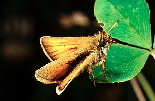 Skipper