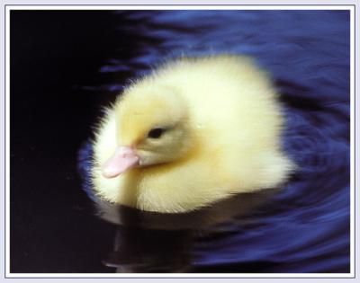 duck chic .jpg