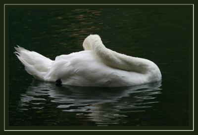 Swan sleeping.jpg
