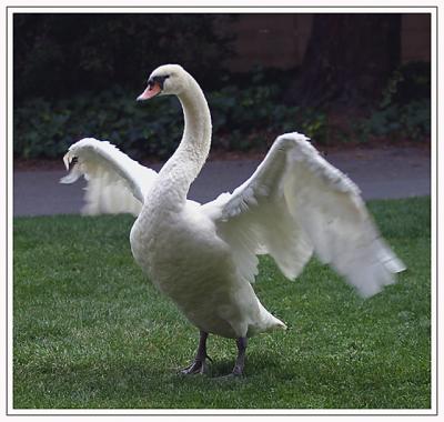 Swan wings open248 .jpg