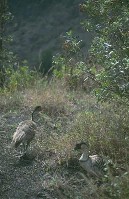 02-10-Nene Geese