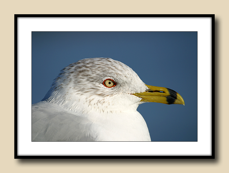 Seagull