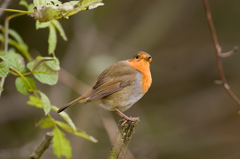 Robin