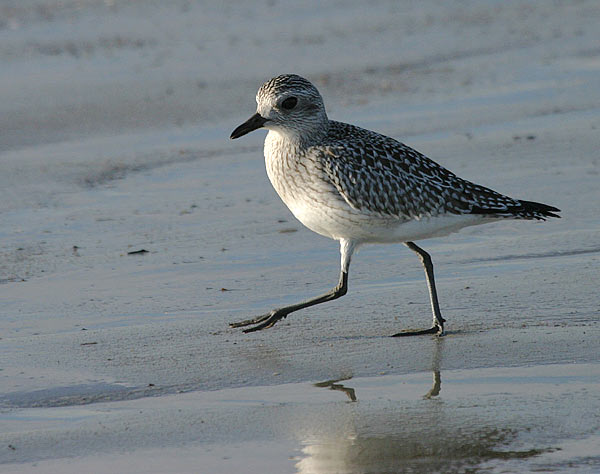 Black-bellied Plover