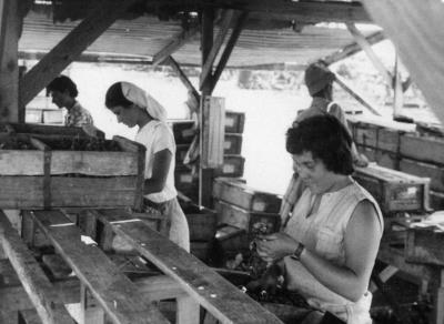 מחנה עבודה בעין דור - עבודה בבית אריזה - קיץ 53