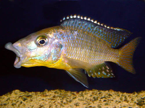 Young male Protomelas ornatus caught in a yawn