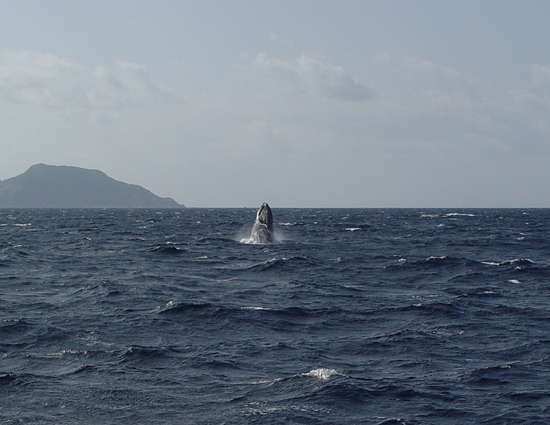 Zamami Island Whale Watching