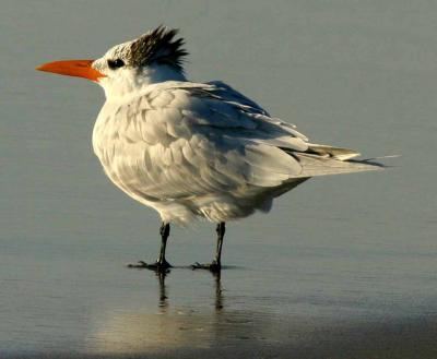 IMG_1372terns.jpg