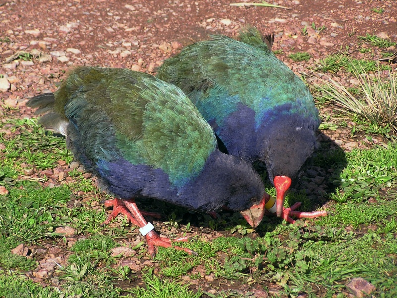Takahe