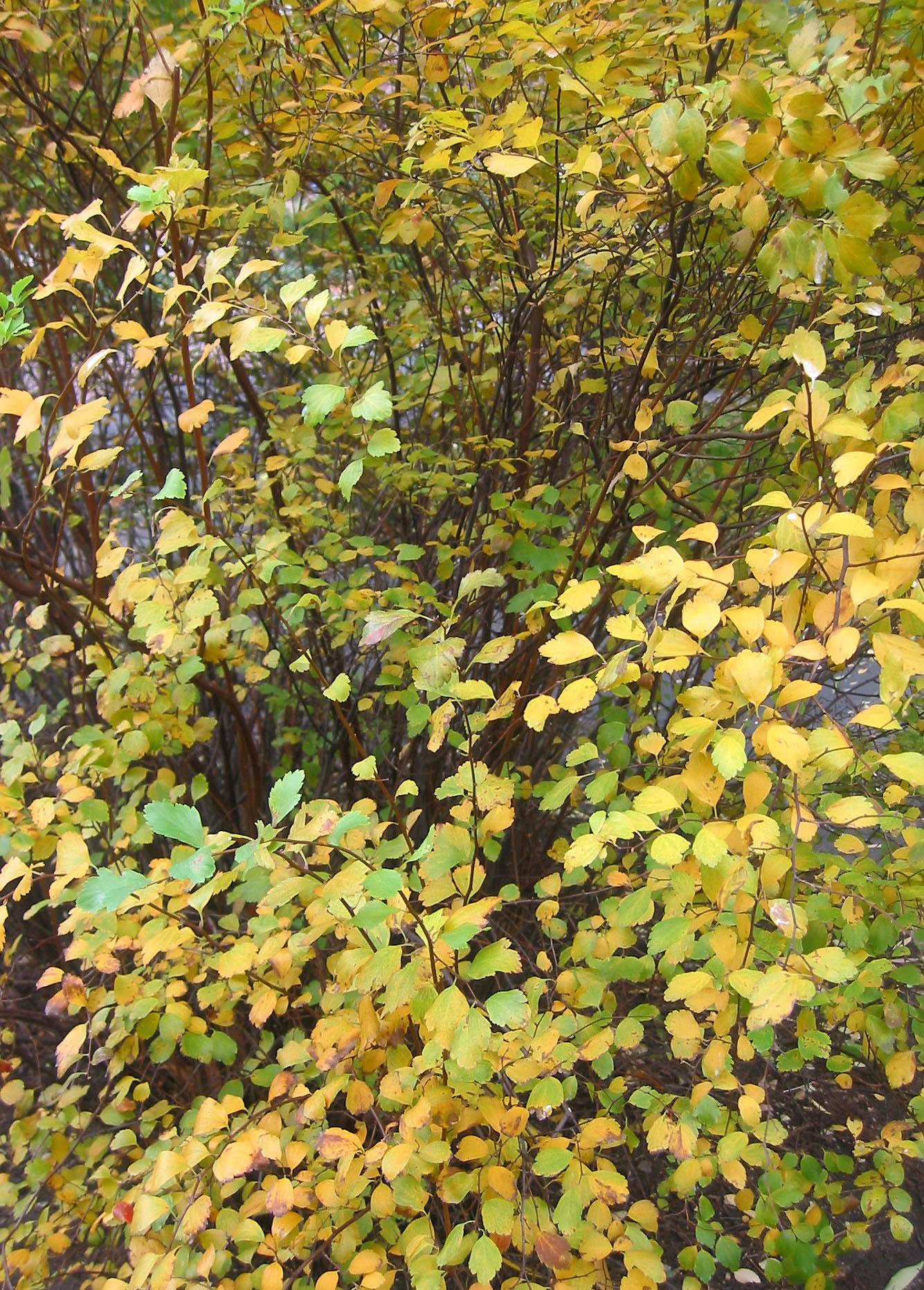 Bridal Veil Bush Foliage