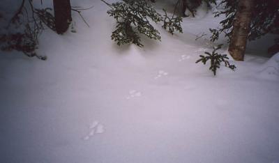 snowshoeharetracks