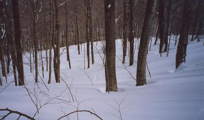 bttmvalleywoods
