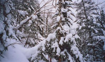 snowywoods