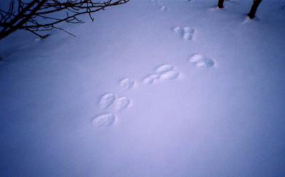 haretracks