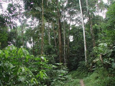 Wanderung durch sehr dichten Urwald
