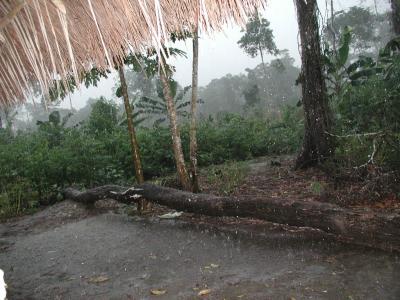 Regen im Urwald