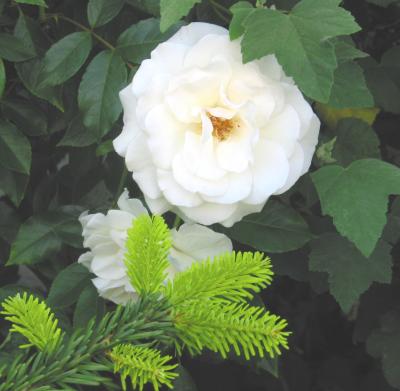 White rose.jpg