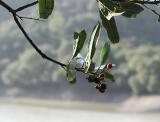 Deck Your Halls With Boughs of Holly
