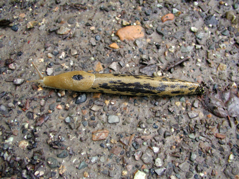 Banana slug