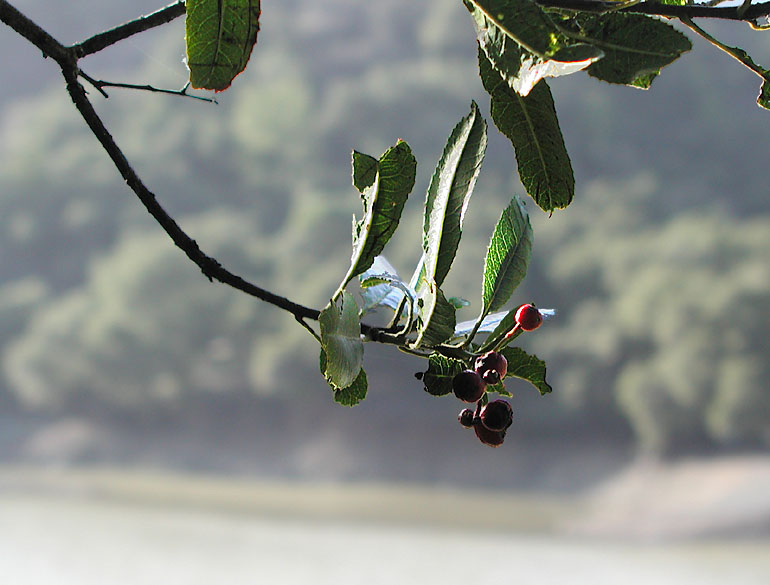Deck Your Halls With Boughs of Holly