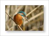 Digimages presents: Common Kingfisher