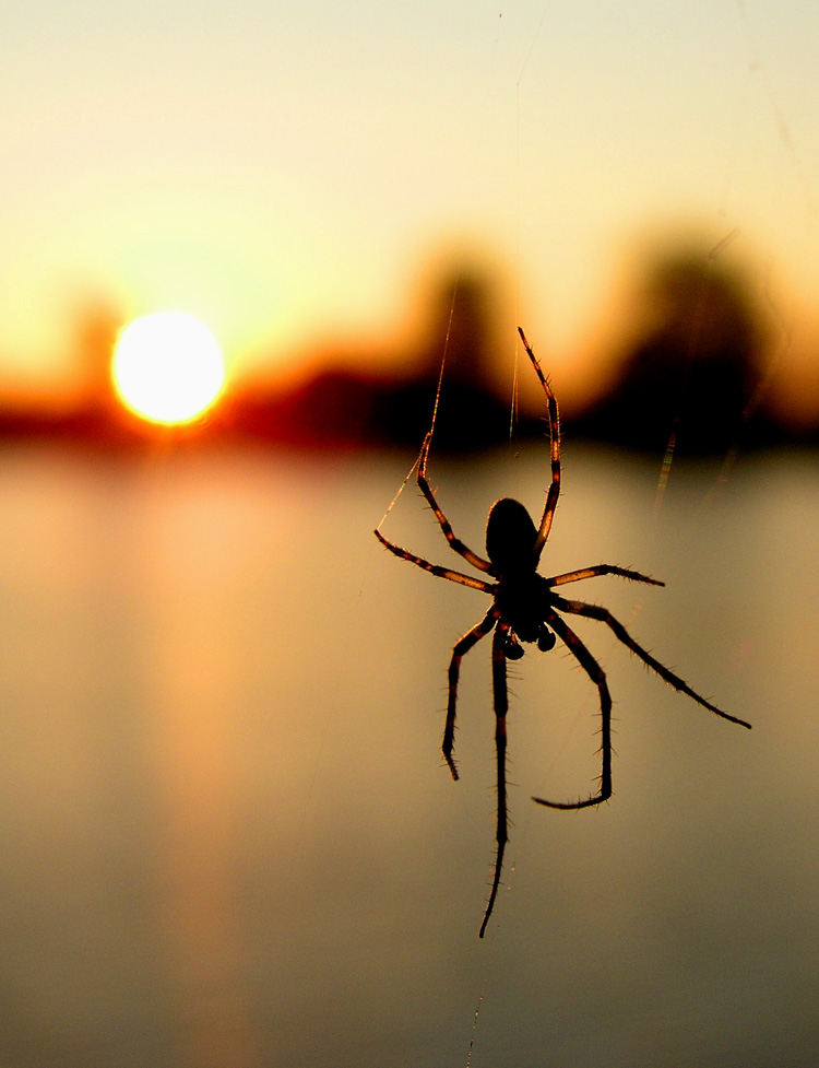 spidersunriseres.jpg