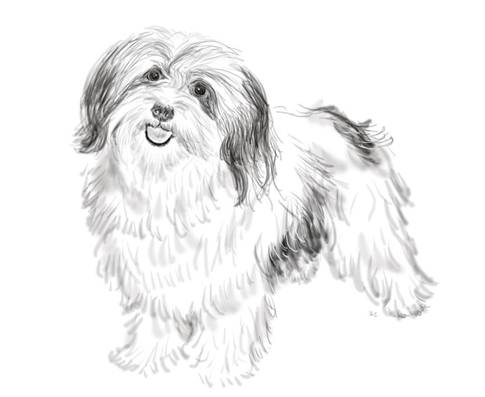Hand Drawn Sketch