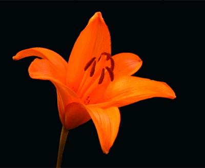 Lily-I.jpg