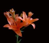 Lily-II.jpg