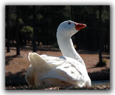 u22/jarrell/medium/10205931.WhiteDuck.jpg