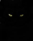 black-cat-eyes.jpg