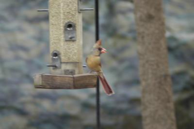 Mama Cardinal