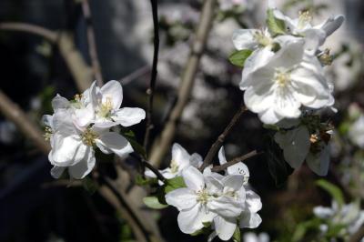 appleblossom1.jpg